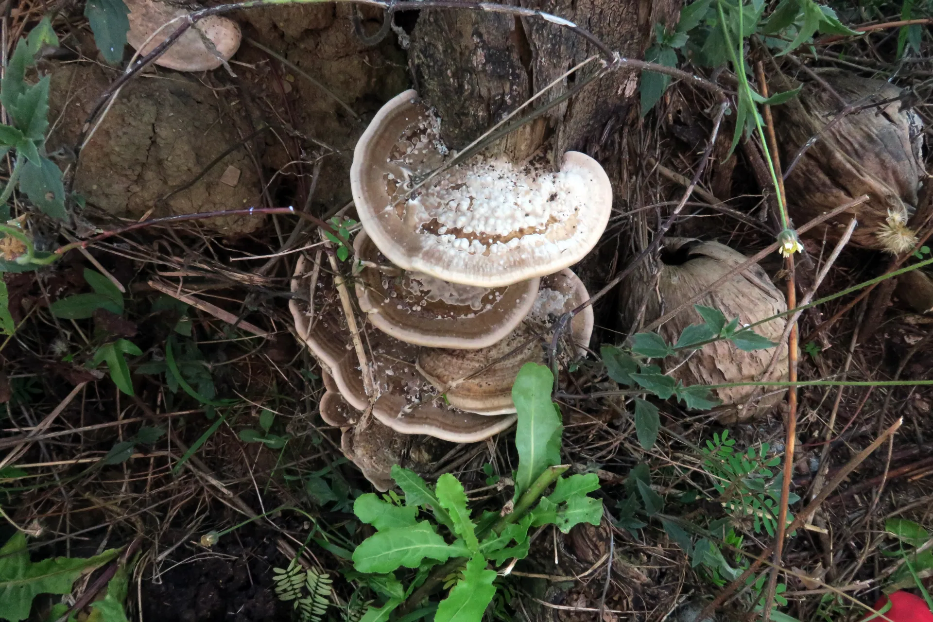 Trametes ectypa - 1 - IMG_1100